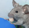 Picture of Vitakraft Drops Mini Banana & Cherry Flavor Dwarf Hamster, Rat, and Mouse Treat, 2.5 oz, Multi