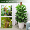 Picture of 2 Pack Moss Pole, 28 Inch Bendable Moss Pole for Plants Monstera, Moss Poles for Climbing Plants Indoor, Coir Plant Pole Sticks Support Stakes for Potted Plants, Pothos, Philodendron