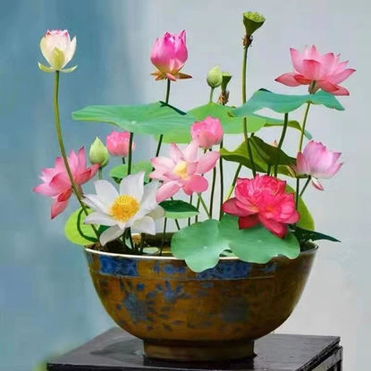 Picture of 10pcs Mixed Pink, Red & Green Color Bowl Lotus Seeds for Planting Beautiful Water Plants for Indoor Bonsai, Outdoor Ponds and Gardens Water Lily Seeds