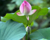 Picture of 10pcs Mixed Pink, Red & Green Color Bowl Lotus Seeds for Planting Beautiful Water Plants for Indoor Bonsai, Outdoor Ponds and Gardens Water Lily Seeds