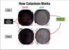 Picture of Cataclean - (2) Bottle 16Oz. Fuel/Exhaust (120019)