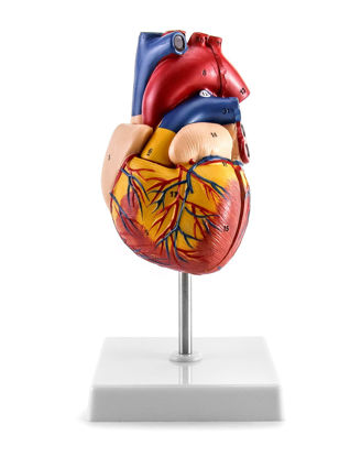 Picture of QWORK Human Heart Model, Anatomically Accurate Numbered 2-Part Life Size Heart Medical Model with 34 Anatomical Structures, Held Together with Magnets on Base