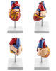 Picture of QWORK Human Heart Model, Anatomically Accurate Numbered 2-Part Life Size Heart Medical Model with 34 Anatomical Structures, Held Together with Magnets on Base