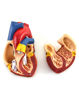Picture of QWORK Human Heart Model, Anatomically Accurate Numbered 2-Part Life Size Heart Medical Model with 34 Anatomical Structures, Held Together with Magnets on Base