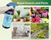 Picture of Kate's Garden Plant Spray for Insects & Getting Rid of Gnats. Fungus Gnat Killer & Bug Spray for Indoor Plants (16oz, Pet Safe, Non Toxic)