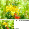 Picture of Kenko 372289 Soft Spec (A) 72mm Lens Filter for Soft Drawing