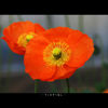 Picture of Marumi 62mm DHG Macro X3 Filter