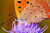 Picture of Heliopan 62mm Close Up 2 Filter (706228)