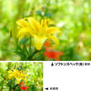 Picture of Kenko 352274 Soft Spec (B) Lens Filter for Soft Drawing