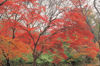 Picture of Hoya Y1RA60082 red Enhancer Intensifier RA60 Filter 82 mm Clear