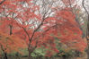Picture of Hoya Y1RA60082 red Enhancer Intensifier RA60 Filter 82 mm Clear