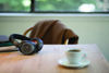 Picture of Plantronics - Voyager 8200 UC (Poly) - Bluetooth Dual-Ear (Stereo) Headset - USB-A Compatible to connect to your PC and Mac - Works with Teams, Zoom & more - Dual-Mode Active Noise Canceling