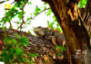 Picture of Nikon Nikkor Z DX 50-250mm F/4.5-6.3 VR