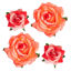 Picture of Topbuti Rose Hair Clip Flower Hairpin Rose Brooch Floral Clips, 4 Pcs Fabric Rose Flowers Hair Clips Mexican Hair Flowers Pin up Headpieces for Wedding Party Mother's Day (2 Sizes) (Pink Red)