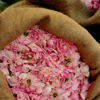 Picture of L'Occitane L'Occitane Rose Body Lotion: Moisturizing, Romantic Rose Fragrance, With Shea Butter, Softening, Made in France