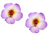 Picture of Love Sweety 2pc Hawaiian Plumeria Hair Clips Galsang Flower Barrettes for Beach Party(Purple)