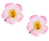 Picture of Love Sweety 2pc Hawaiian Plumeria Hair Clips Galsang Flower Barrettes for Beach Party(Pink)
