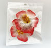 Picture of Love Sweety 2pc Hawaiian Plumeria Hair Clips Galsang Flower Barrettes for Beach Party(Red)