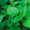Picture of Lemon Balm Salve Herbal Balm Skin Body Care Ointment 2 oz
