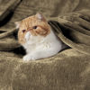 Picture of Bedsure Fleece Blanket Queen Blanket Camel - Bed Blanket Soft Lightweight Plush Fuzzy Cozy Luxury Microfiber, 90x90 inches