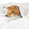 Picture of Bedsure Fleece Blanket California King White - Lightweight Plush Fuzzy Cozy Soft Bed Blanket, 102x96 inches