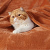 Picture of Bedsure Fleece Blanket Twin Size Burnt Orange - 300GSM Lightweight Plush Fuzzy Cozy Soft Warm Blanket for Bed, Sofa, Couch, Travel, Camping, 60x80 inches