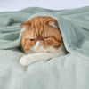 Picture of Bedsure Fleece Blanket California King Sage Green - Lightweight Plush Fuzzy Cozy Soft Bed Blanket, 102x96 inches