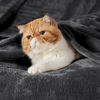 Picture of Bedsure Twin XL Fleece Blanket Dorm Bedding - Lightweight Soft Cozy Blankets for Bed, Sofa, Couch, Travel, Camping, Charcoal, 66"x90"