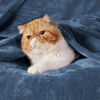 Picture of Bedsure Fleece Blanket California King Mineral Blue - Lightweight Plush Fuzzy Cozy Soft Bed Blanket, 102x96 inches
