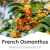 Picture of Air Jungles French Osmanthus Scent Car Air Freshener Clip, 6 Car Freshener Vent Clips, 4ml Each, Long Lasting Air Freshener for Car, Up to 180 Days Car Refresher Odor Eliminator