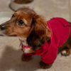 Picture of Jecikelon Winter Dog Hoodie Sweatshirts with Pockets Warm Dog Clothes for Small Dogs Chihuahua Coat Clothing Puppy Cat Custume (X-Small, Wine red)