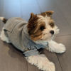 Picture of Jecikelon Winter Dog Hoodie Sweatshirts with Pockets Warm Dog Clothes for Small Dogs Chihuahua Coat Clothing Puppy Cat Custume (X-Small, Grey)