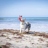 Picture of Hyper Pet Doggie Pal Interactive Dog Toys (Dog Toy that Wiggles, Vibrates, and Barks-Plush Dog Toys for Boredom and Stimulating Play)
