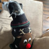 Picture of NACOCO Rudolph The Red Nosed Reindeer Sweater Pet Holiday Clothes Cat Sweater Dog Sweater Winter Clothing Teddy Poodle Autumn Winter Clothes Dog Clothes (Red Nose, XX-Small)
