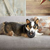 Picture of Barkbox Super Chewer Tough Dog Chew Toys for Aggressive Chewers, Dental Stimulating (Radius - Large)