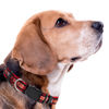 Picture of Pets First NFL San Francisco 49ers Licensed PET COLLAR, Medium - Heavy-Duty, Strong, and Durable Dog Collar. Available in 31 Football Teams and 4 Sizes
