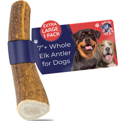 Picture of Devil Dog Pet Co. Elk Antlers for Dogs, 1 Pack, Extra Large 7”+, Grade A Long Lasting Dog Bones for Aggressive Chewers, Premium USA Naturally Shed Antler Dog Chew - Healthy, No Odor, Dog Antler Chews