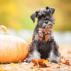 Picture of ADOGGYGO Fall Dog Collar with Bow, Halloween Thanksgiving Dog Bowtie Collar, Adjustable Orange Black Dog Fall Collars for Small Medium Large Dogs Pets (Small, Fall)