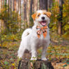 Picture of ADOGGYGO Fall Dog Collar with Bow, Halloween Thanksgiving Dog Bowtie Collar, Adjustable Orange Black Dog Fall Collars for Small Medium Large Dogs Pets (Small, Fall)