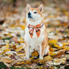 Picture of ADOGGYGO Fall Dog Collar with Bow, Halloween Thanksgiving Dog Bowtie Collar, Adjustable Orange Black Dog Fall Collars for Small Medium Large Dogs Pets (Medium, Fall)