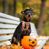 Picture of ADOGGYGO Fall Dog Collar with Bow, Halloween Thanksgiving Dog Bowtie Collar, Adjustable Orange Black Dog Fall Collars for Small Medium Large Dogs Pets (Medium, Fall)