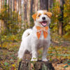 Picture of ADOGGYGO Fall Dog Collar with Bow, Halloween Thanksgiving Dog Bowtie Collar, Adjustable Orange Dog Fall Collars for Small Medium Large Dogs Pets (Small, Fall)
