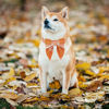 Picture of ADOGGYGO Fall Dog Collar with Bow, Halloween Thanksgiving Dog Bowtie Collar, Adjustable Orange Dog Fall Collars for Small Medium Large Dogs Pets (Medium, Fall)