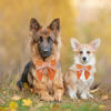 Picture of ADOGGYGO Fall Dog Collar with Bow, Halloween Thanksgiving Dog Bowtie Collar, Adjustable Orange Dog Fall Collars for Small Medium Large Dogs Pets (Large, Fall)