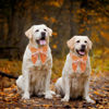 Picture of ADOGGYGO Fall Dog Collar with Bow, Halloween Thanksgiving Dog Bowtie Collar, Adjustable Orange Dog Fall Collars for Small Medium Large Dogs Pets (Large, Fall)