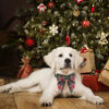 Picture of ADOGGYGO Christmas Dog Collar with Bow, Plaid Xmas Dog Bowtie Collar, Adjustable Green Dog Christmas Collars for Small Medium Large Dogs Pets (Medium, Green)