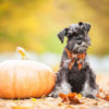 Picture of ADOGGYGO Fall Dog Collar with Bow, Halloween Thanksgiving Dog Bowtie Collar, Adjustable Cotton Orange Bowtie Dog Fall Collars for Small Dogs Pets (Small, Fall)