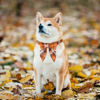 Picture of ADOGGYGO Fall Dog Collar with Bow, Halloween Thanksgiving Dog Bowtie Collar, Adjustable Cotton Orange Bowtie Dog Fall Collars for Medium Dogs Pets (Medium, Fall)
