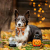 Picture of ADOGGYGO Fall Dog Collar with Bow, Halloween Thanksgiving Dog Bowtie Collar, Adjustable Cotton Orange Bowtie Dog Fall Collars for Medium Large Dogs Pets (Large, Fall)