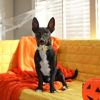 Picture of Unique style paws Halloween Dog Collar Metal Buckle Green Pumpkin Puppy Collar Gift Durable Cute Collar for Small Medium Large Boys Girls Dogs